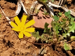 Leontodon longirostris