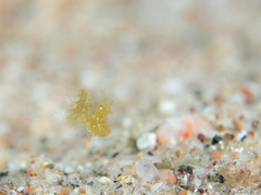 Phycocaris simulans