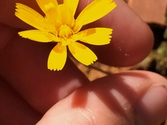 Leontodon longirostris