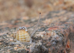 Nassarius conoidalis