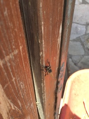 Promachus latitarsatus