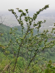 Spiraea nervosa