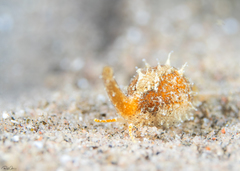 Trivirostra triticum