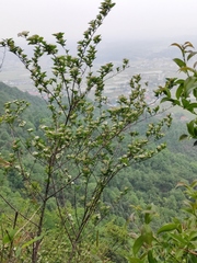 Spiraea nervosa