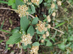 Spiraea nervosa