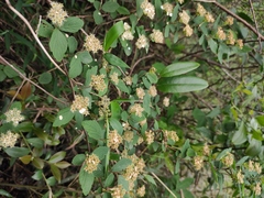 Spiraea nervosa