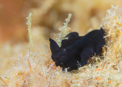 Tytthosoceros nocturnus