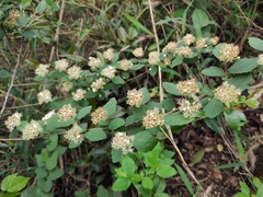 Spiraea nervosa