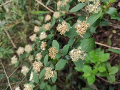 Spiraea nervosa