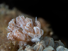 Phyllodesmium crypticum