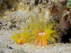 Cladopsammia gracilis