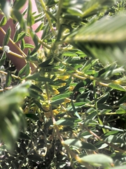 Astragalus macrocarpus