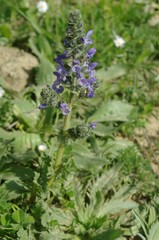 Salvia verbenaca