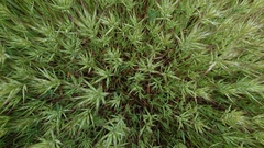 Poaceae