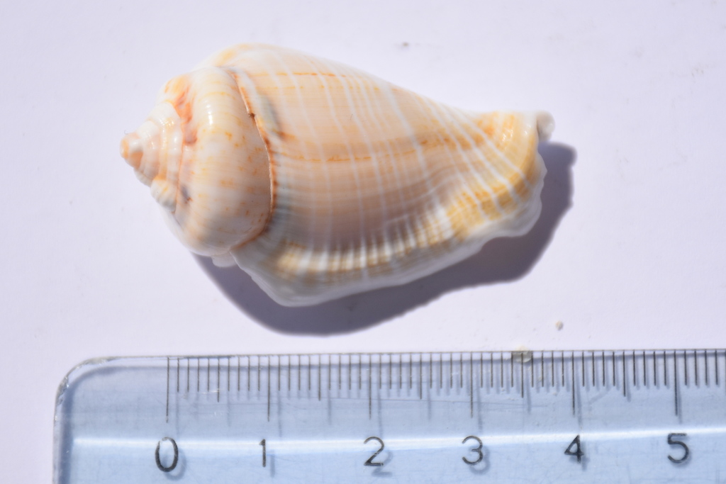 Gibberulus