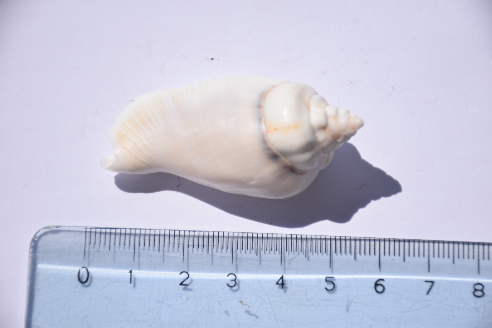 Gibberulus gibberulus (Linnaeus, 1758)