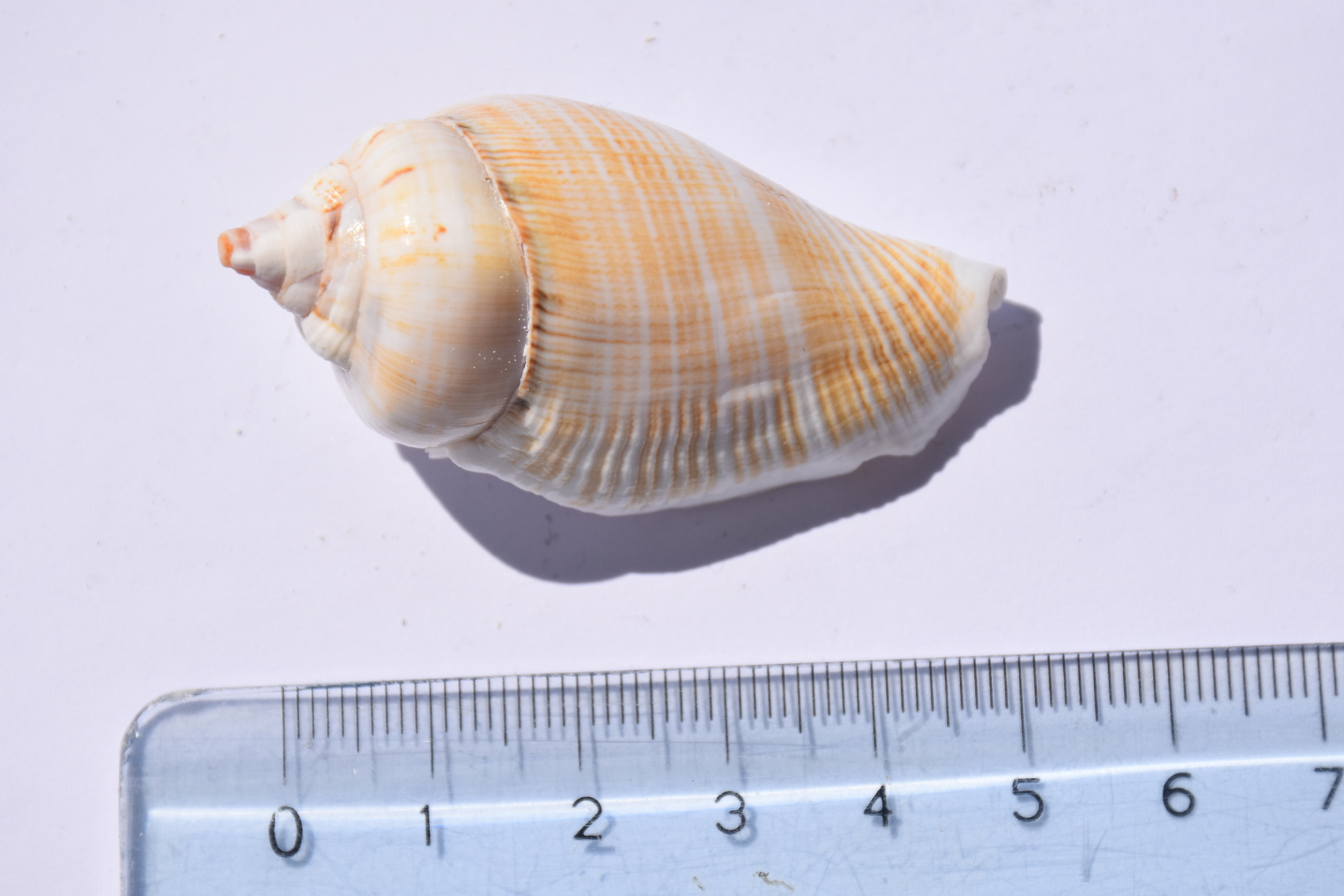 Gibberulus gibberulus (Linnaeus, 1758)