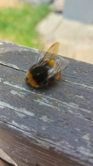 Bombus