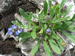 Cynoglottis barrelieri