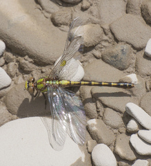 Ophiogomphus carolus