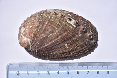 Haliotis diversicolor