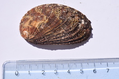 Haliotis diversicolor