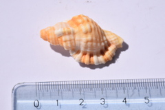 Monoplex aquatilis