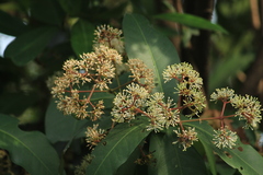 Ixora brachiata