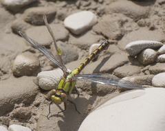 Ophiogomphus carolus