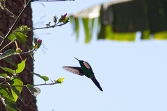 Thalurania glaucopis