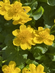 Caltha palustris