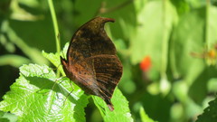 Precis tugela tugela