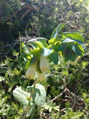 Cerinthe palaestina