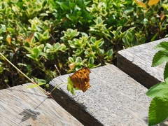 Polygonia c-aureum