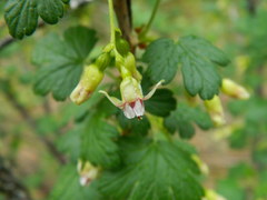 Ribes oxyacanthoides irriguum