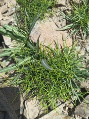 Launaea lanifera