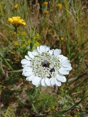 Artedia squamata