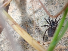 Acantholycosa lignaria