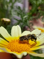 Osmia latreillei