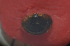 Osmia bicolor