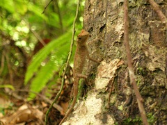 Diploderma polygonatum polygonatum