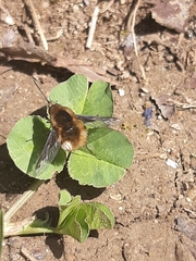 Bombylius major