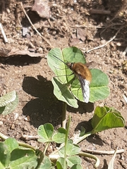 Bombylius major