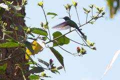 Thalurania glaucopis