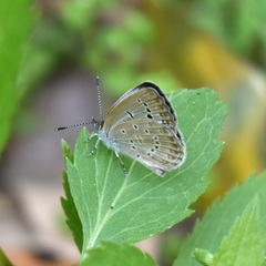 Zizeeria karsandra