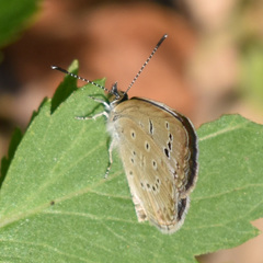 Zizeeria karsandra
