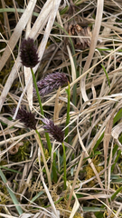 Phleum alpinum