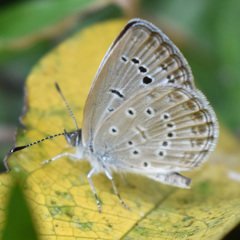Zizeeria karsandra