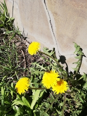 Taraxacum officinale