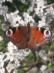 Aglais io